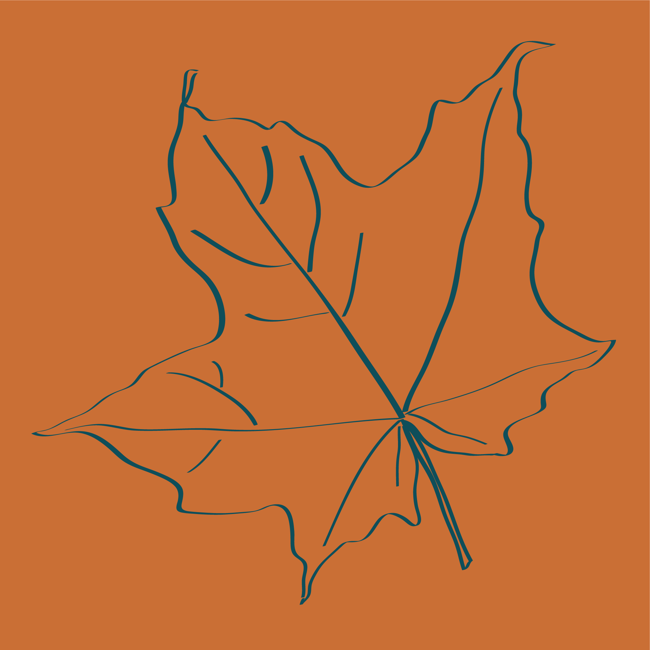 Graphic drawing of a Maple Leaf (tree)