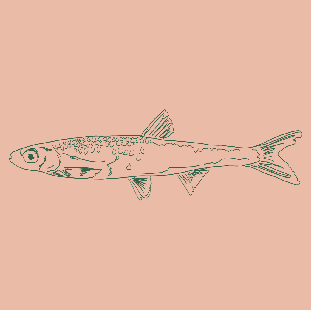 Graphic drawing of a Silver Shiner (fish)