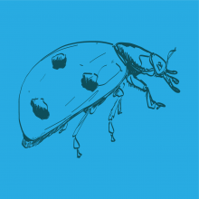 Graphic drawing of a Ladybug (insect)