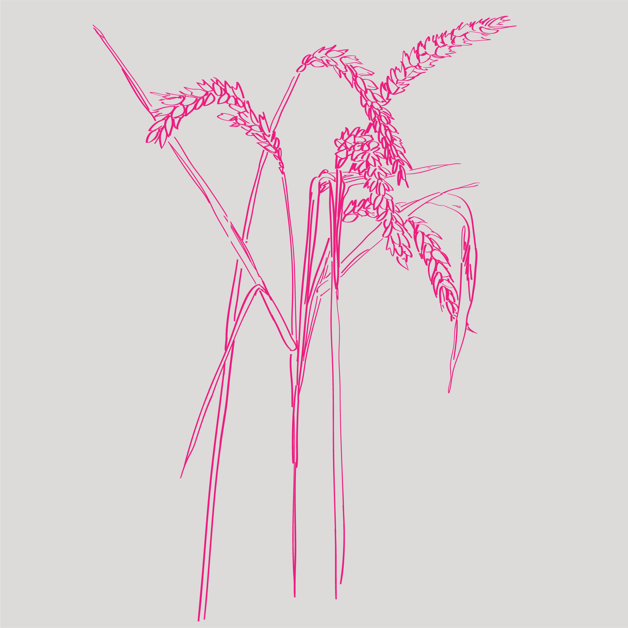 Graphic drawing of sprouted Wheat (plant)