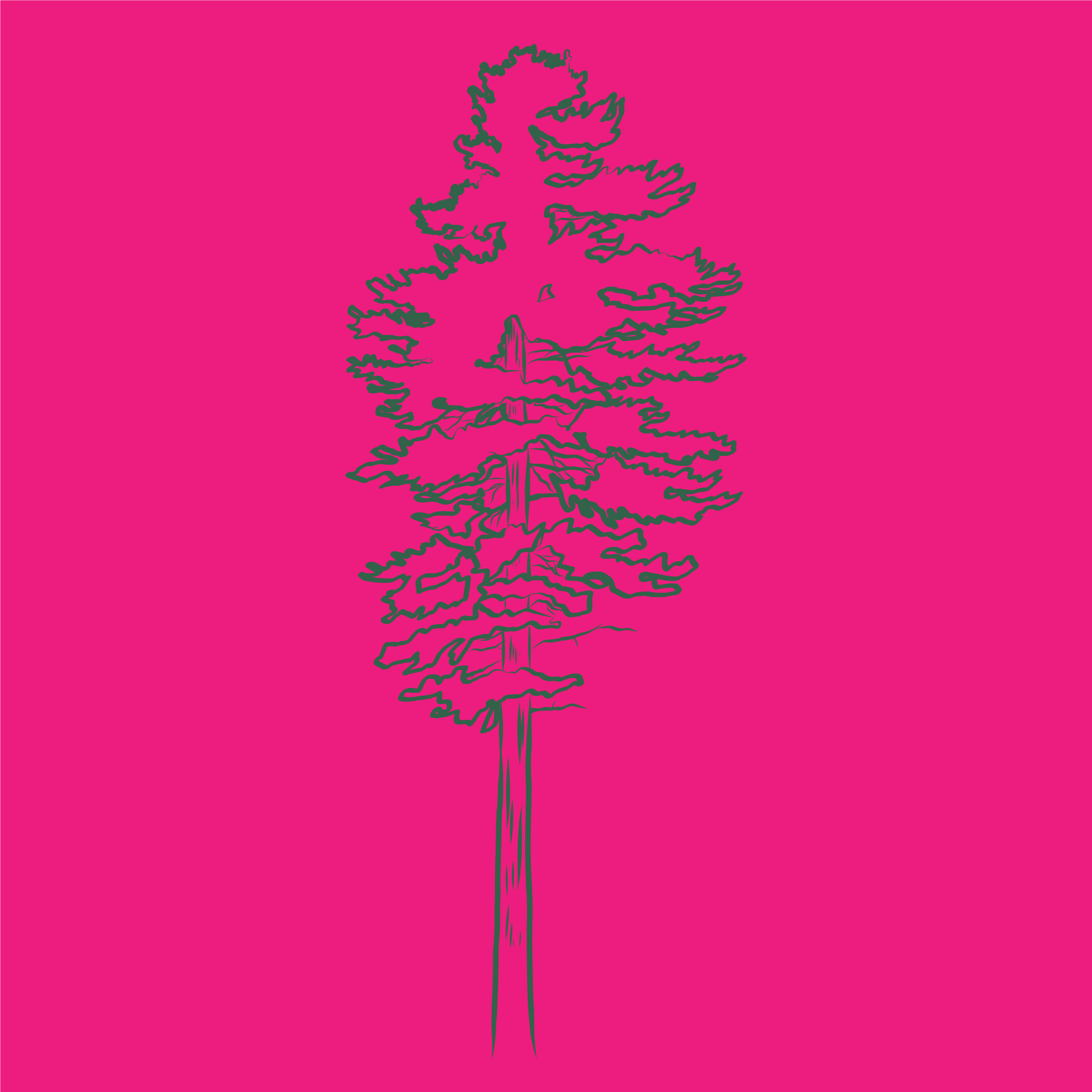 Graphic drawing of a White Pine (tree)